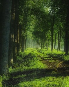 camí del bosc arbres