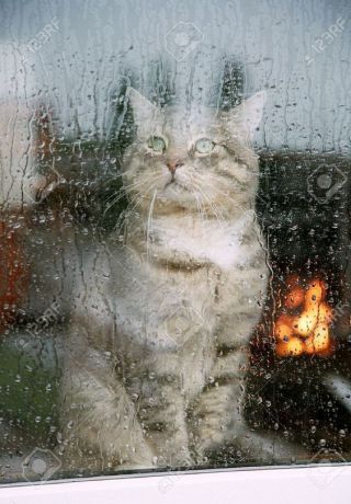 gat mirant la pluja darrere la finestra